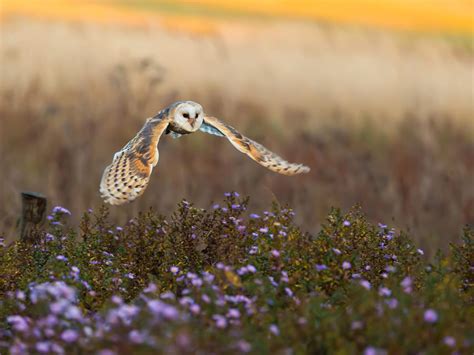 Where Do Barn Owls Live Habitat Distribution Birdfact