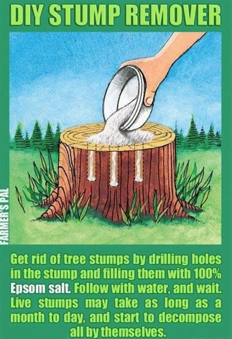 How to kill small tree stumps. Pin on Weed Killer