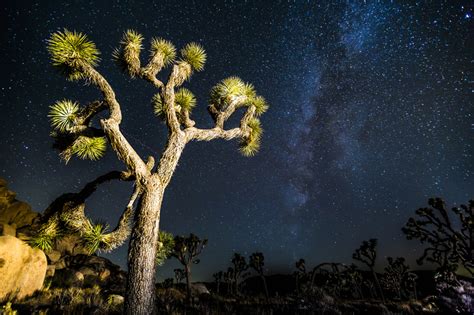 Stars And The Milky Way At Joshua Tree National Park California Image