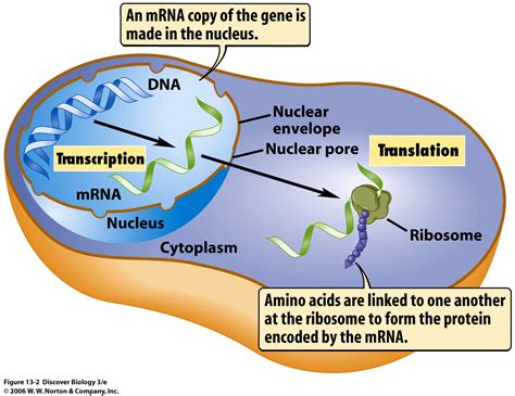 The process in which the codons carried by mrna direct the synthesis of polypeptides from amino acids according to the. Ms. Mora's Biology Blog: FROM DNA TO PROTEINS ...