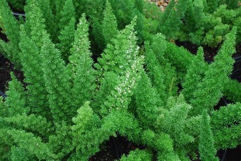 They grow well in partial shade, unlike many flowers, which prefer full sun. Foxtail Fern. zones 7-9. full shade. partial sun. - Modern ...
