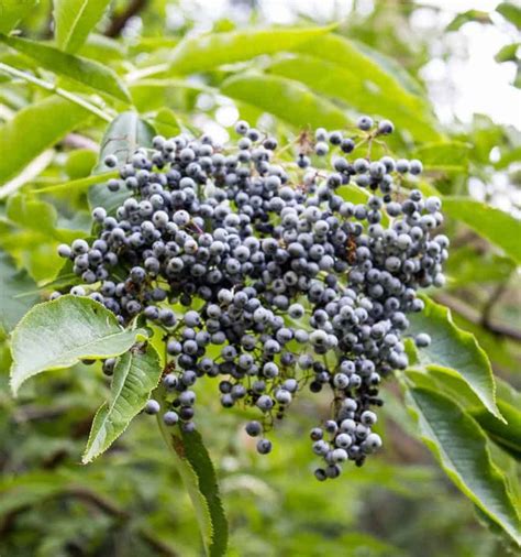 Jan 18, 2019 · how big are elderberry trees? Elderberry Vodka - Beyond The Chicken Coop