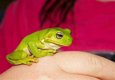 Whites Tree Frog Care What You Need To Know Petful