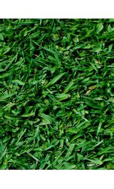 Sowing kikuyu grass germination of the kikuyu grass seeds should occur in just under two weeks (10 to 14 days). Barenbrug // Kikuyu