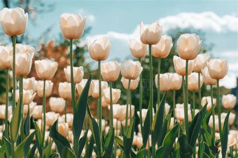 Amazing White Tulip Flowers Blooming In A Tulip Field Tulips Field