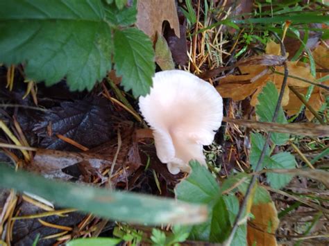 Mushroom Identification Help Identifying Mushrooms Wild Mushroom