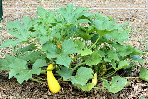 Each plant will likely grow vigorously and produce heavy crops of squat, green fruits. Yellow Squash Plant Free Stock Photo - Public Domain Pictures