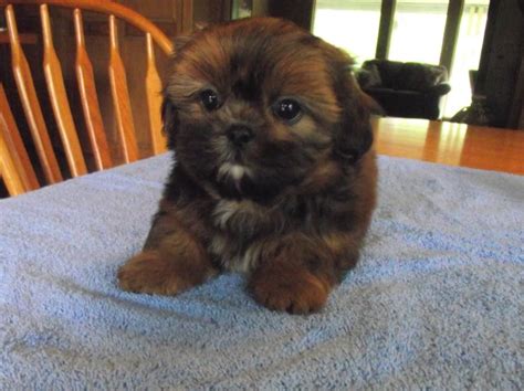 Raising quality loving shih tzu to complete your family! Shih Tzu puppy dog for sale in Roscommon, Michigan