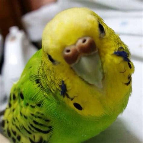 Log In — Instagram Budgies Parakeet Cute Animals