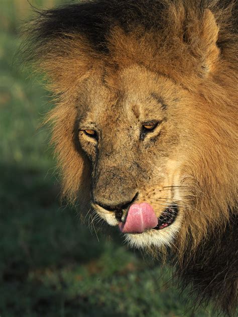 A Portrait Of A Male Lion Smithsonian Photo Contest Smithsonian