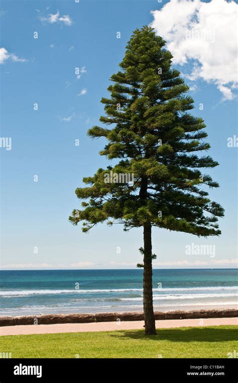 Norfolk Pine Tree Manly Beach Sydney Australia Stock Photo Alamy