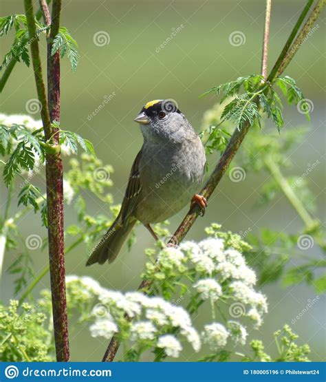 A Golden Crowned Sparrow Zonotrichia Atricapilla Stock Photo Image Of