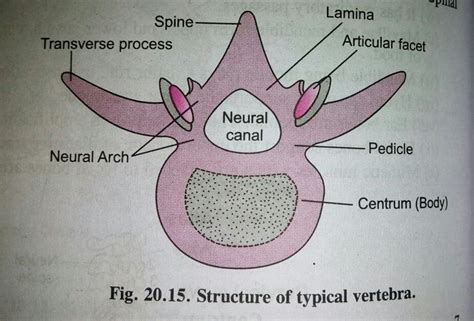 Typical Vertebra Vertebrae Centrum Physiology