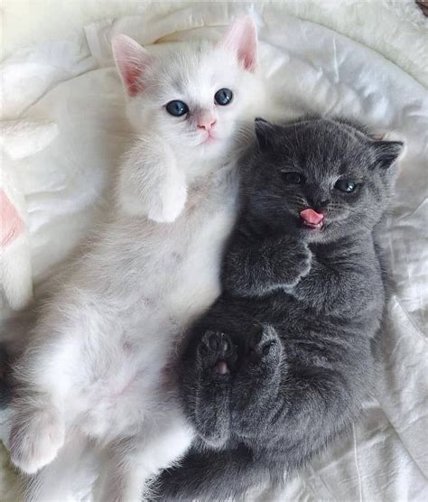 Pin By Rekha Prabhu On Kittens Lovers Cute Animals Images Kittens