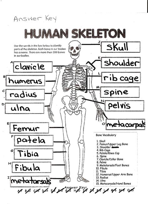 Skeletal System Worksheet Grade 7
