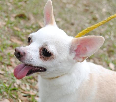 Felippo The White Chihuahuas Web Page