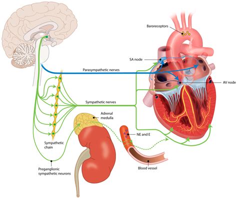 The parasympathetic division of the autonomic nervous system helps maintain normal body functions and conserves physical resources. JCDD | Free Full-Text | Postnatal Cardiac Autonomic ...
