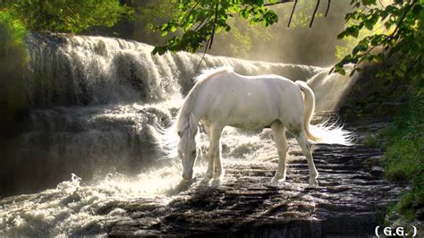 Beautiful Horse And Waterfall Horses Nature Animals Beautiful Horses