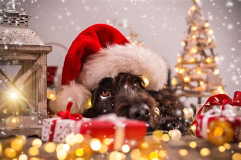 Christmas Of Dogs Wallpapers Wallpaper Cave