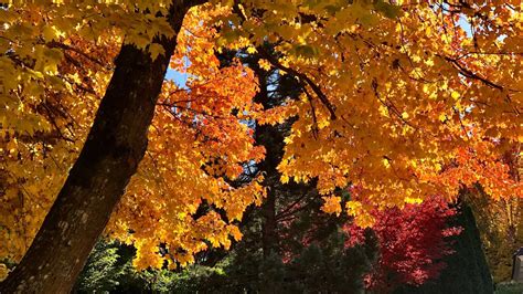 Fall Foliage In Washington Seattle Fall Colors Youtube
