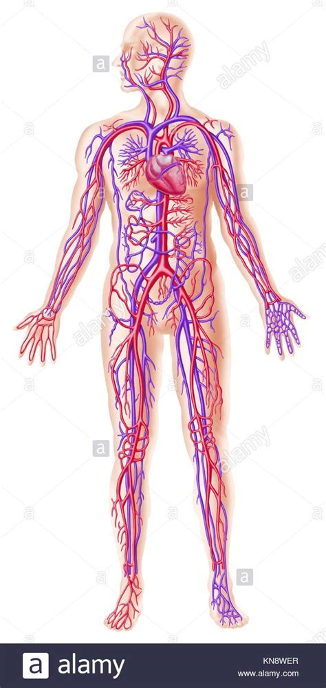 Sistema Circulatorio Humano Im Genes De Stock Sistema Circulatorio Humano Fotos De Stock Alamy