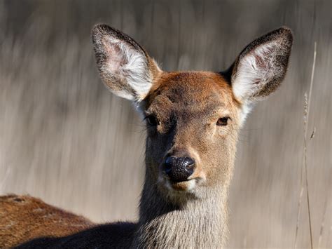Junger Sikahirsch Juvenile Sika Deer Explore 452023 Flickr
