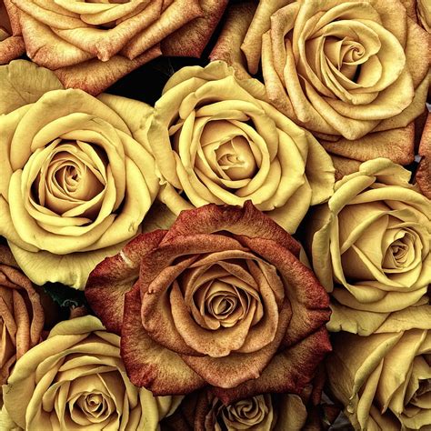 What Is The Meaning Of Brown Roses