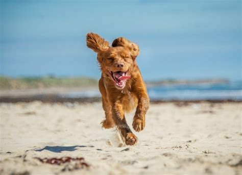 Top 5 Reasons Why We Love Dogs Petmd