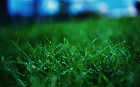 Wallpaper Grass Summer Lawn 2560x1600 Wallpaperup 736255 Hd Wallpapers Wallhere