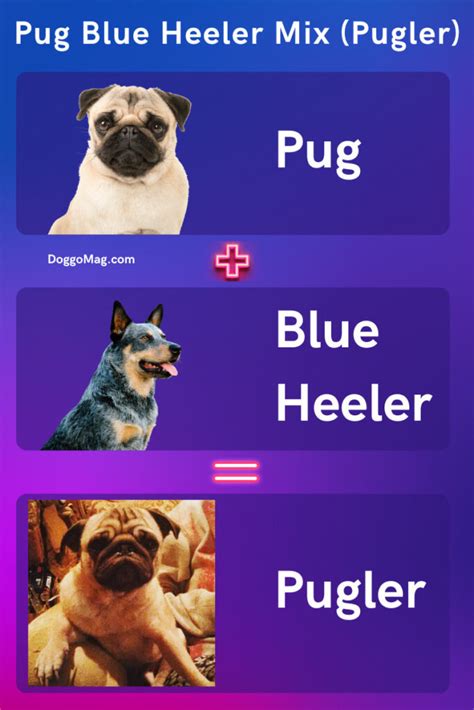 Pug Blue Heeler Mix Pugler Dog Breed Facts And Information Doggomag