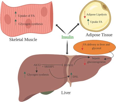 Insulin is produced by the beta cells of the pancreas which reside in specialized structures called the islets of langerhans in the pancreas. Pathogenesis of Insulin Resistance and Atherogenic ...