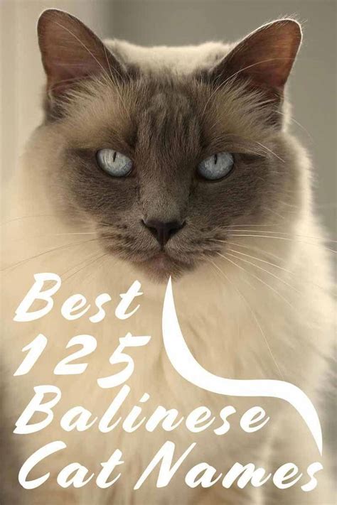 Best 125 Balinese Cat Names Naming Your Cat Catfacts Cattalking