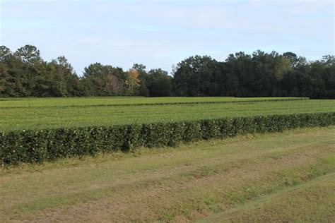 The charleston tea plantation was established in 1960 on a tract of land on wadmalaw island. Visit to the Charleston Tea Plantation (Wadmalaw Island, S ...
