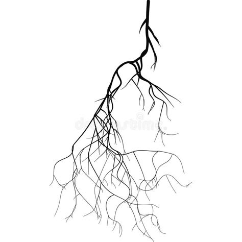 Taproot System Stock Illustrations 123 Taproot System Stock