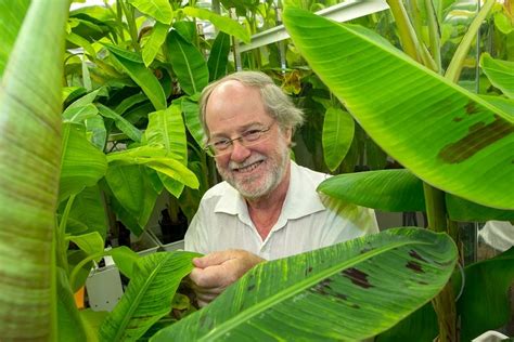 Bananas With Boosted Vitamin A Developed In Queensland To Save African