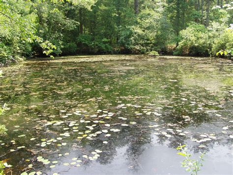 Maybe you would like to learn more about one of these? Blue Hole Trail - Winslow, NJ - South Jersey Trails