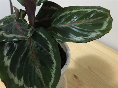 Brown leaf tips on houseplants are a common problem with indoor gardens. Brown tips on calathea leaves edges.