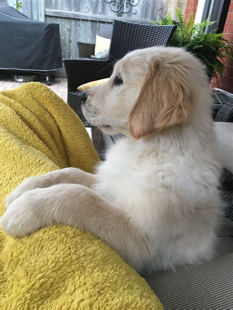 Liz clay is raring to go for the tokyo games. Pin by liz clay on Miss Ivey | Golden retriever, Dogs, Animals