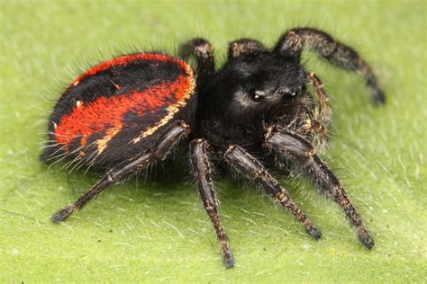 17 Spiders That Are Red A To Z List With Pictures Fauna Facts