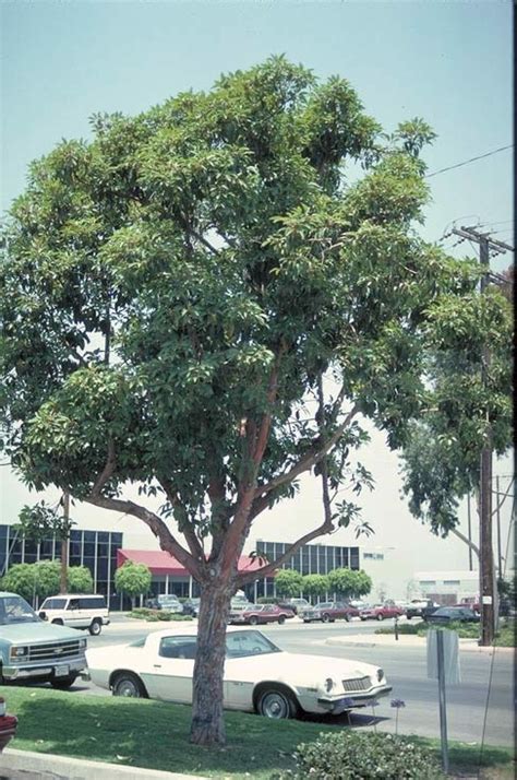 Brisbane Box Tree Selection Landscape Plants Edward F Gilman