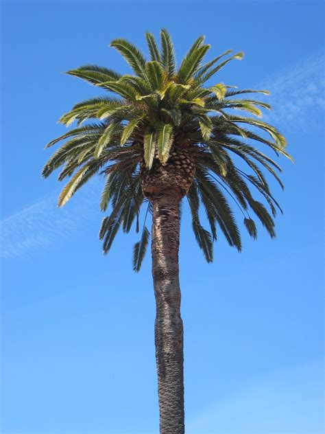 Filestanford University Quad Palm Tree Wikimedia Commons