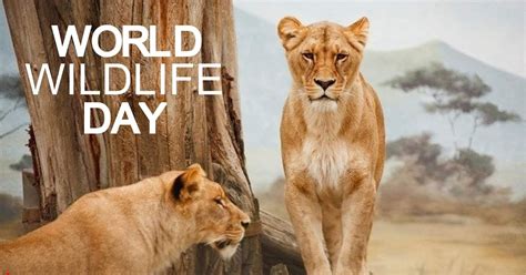World Wildlife Day March 3 Images Hd Pictures Ultra Hd Wallpapers