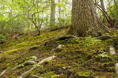 Mossy Forest Floor Moss Grows On Soil In The Oak Beech H Flickr