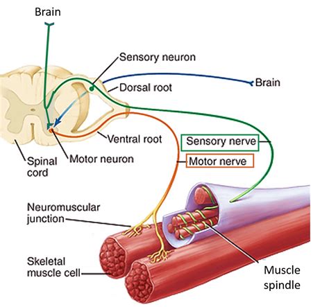 Skeletal Muscle Nerve Supply
