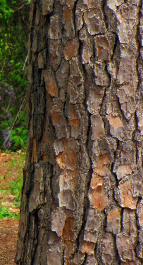 Pine Tree Bark Louisiana Pine Tree Bark Fourtrax Flickr