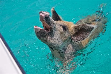 How To Get To Pig Island And Pig Beach Bahamas In The Exumas