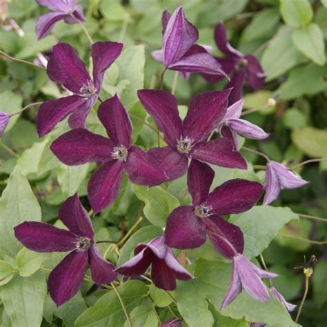 Check spelling or type a new query. Clematis 'Black Prince'