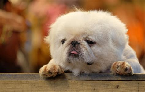 Fluffy Puppies Wallpapers Wallpaper Cave