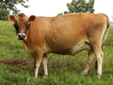We have collected thousands of used campers for sale from such popular manufacturers as dethleffs, fiat (as well as from fendt and hooby in the travel trailer category), so that you can choose the most appropriate vehicle. White Star Miniature Jerseys - Cattle For Sale...