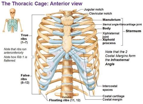 The cervical vertebrae are those of the neck, which follow the skull. Rib cage True and false ribs | Rib cage anatomy, Human ...